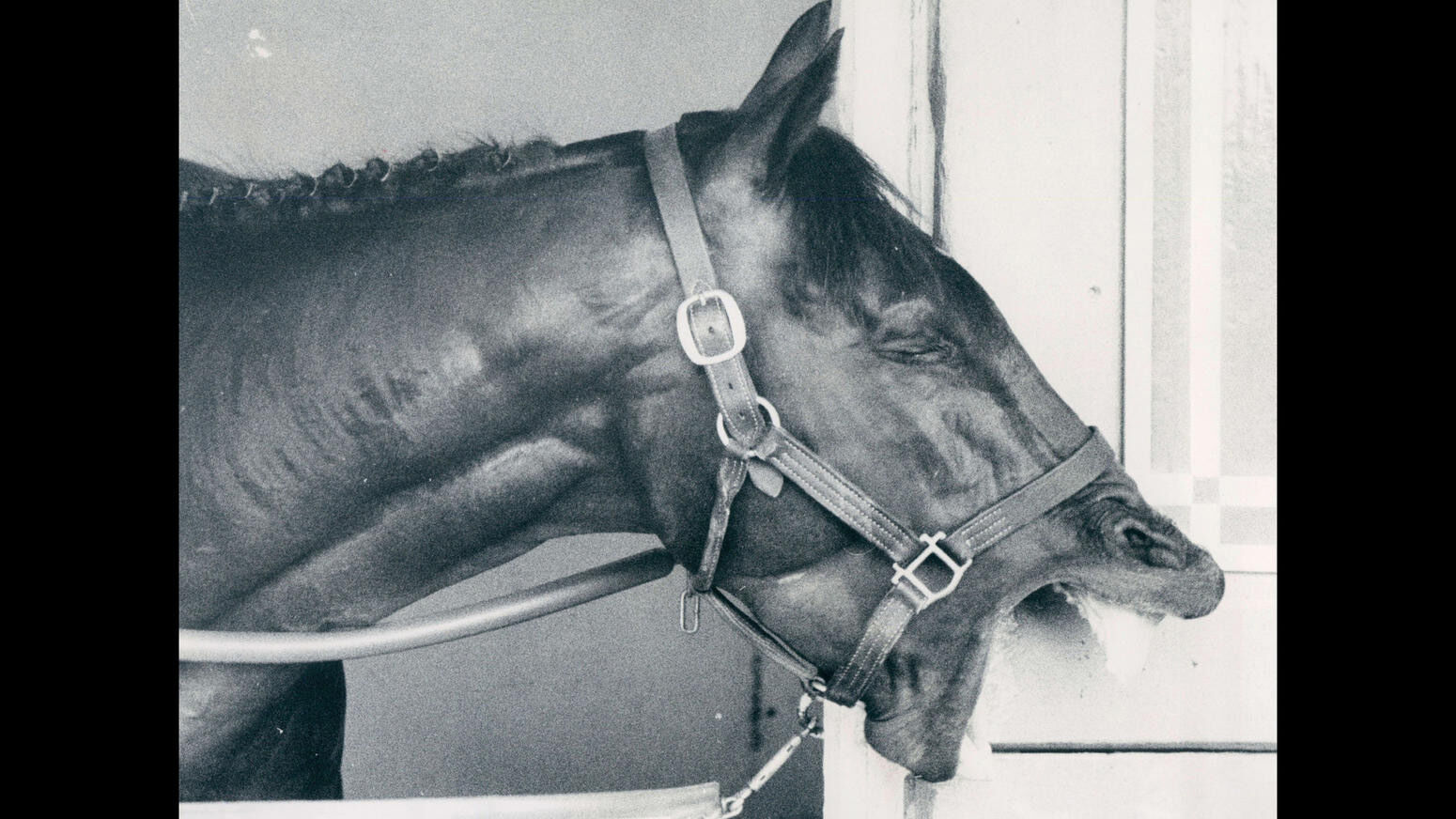 Preakness photos from years past